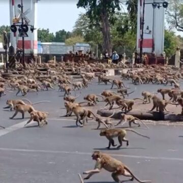 Macacos aterrorizam as ruas de uma cidade na tailândia. Imagem mostra vários animais correndo na rua.