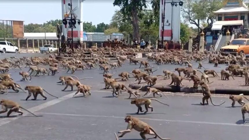 Macacos aterrorizam as ruas de uma cidade na tailândia. Imagem mostra vários animais correndo na rua.