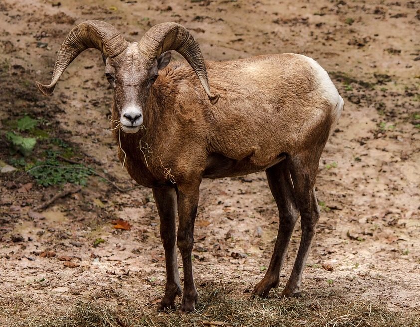 Pecuarista Americano preso por tráfico de animais diz que era um projeto para criar “ovelhas gigantes híbridas”