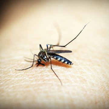 Pessoas com mais de 60 anos são a maioria em casos de morte por Dengue