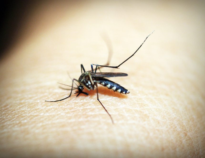 Pessoas com mais de 60 anos são a maioria em casos de morte por Dengue