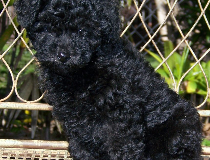 Advogados de elite em Nova Iorque travam dura batalha pela custódia de uma mini-poodle