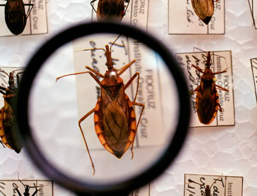 doença de chagas