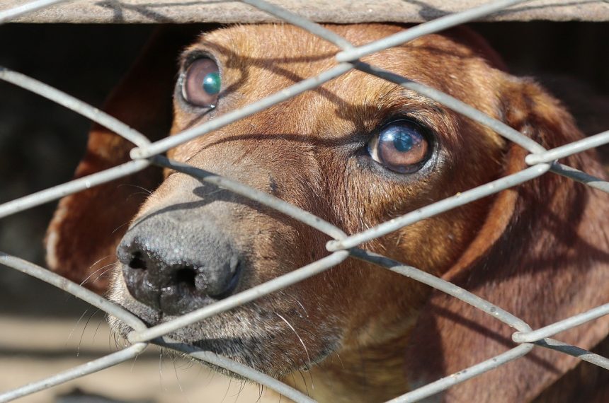 Empresário que “mantinha cachorros na pele e osso” tem prisão preventiva decretada