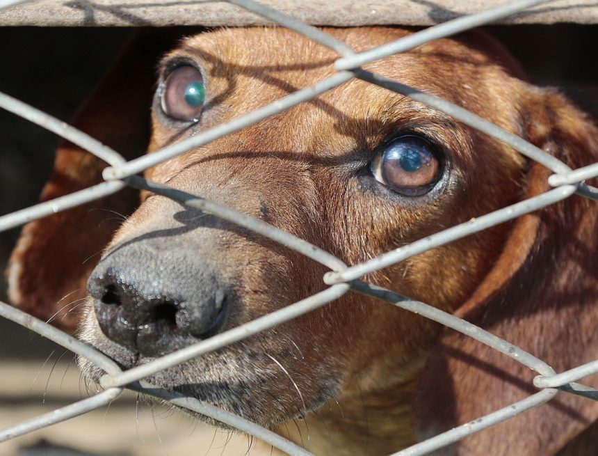 Empresário que “mantinha cachorros na pele e osso” tem prisão preventiva decretada