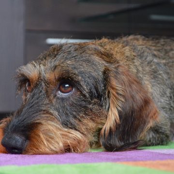 Alemanha nega rumores de estar banindo cachorros salsicha