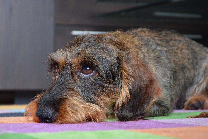 Alemanha nega rumores de estar banindo cachorros salsicha