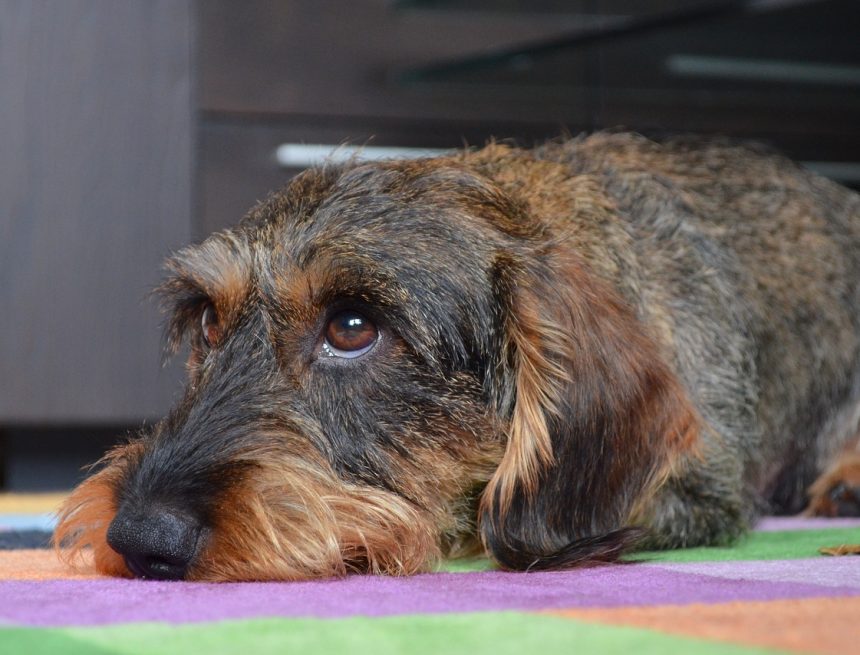 Alemanha nega rumores de estar banindo cachorros salsicha