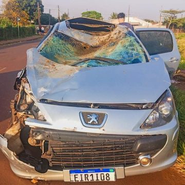 Grave acidente: Cavalo morre após ser atingido por carro; duas pessoas ficam feridas